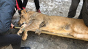 Новосибирские ветеринары удалили больной клык льву Остину