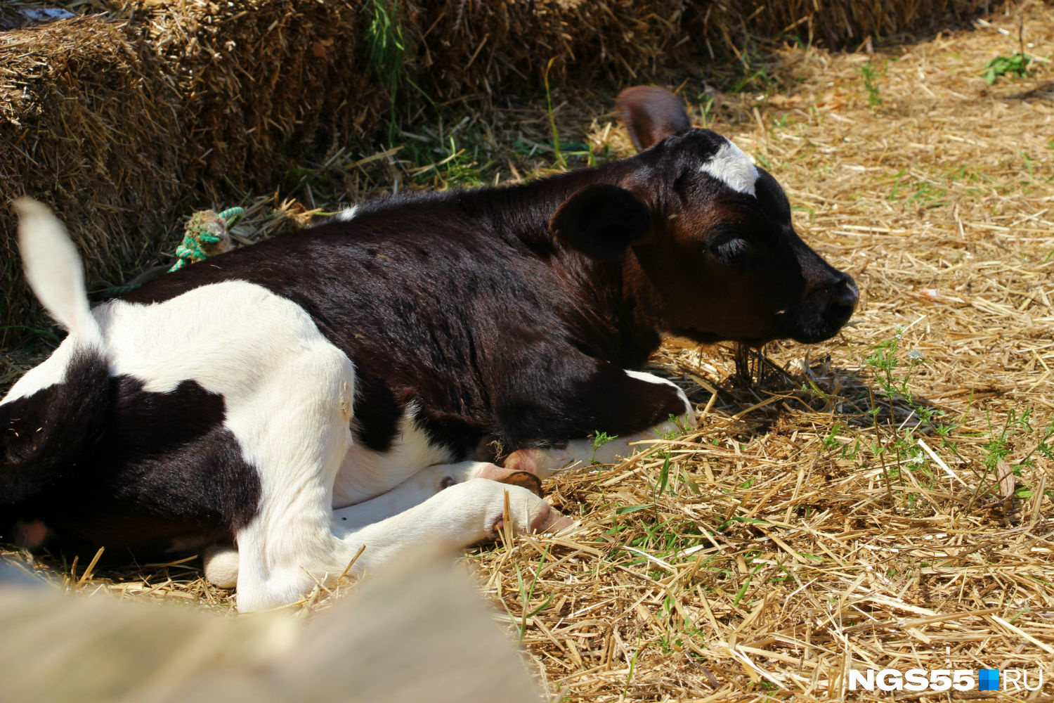 Телёнок родился от очень молодой коровы, за которой прежние хозяева плохо ухаживали, поэтому Широмани меньше других, на ферме её ласково зовут телёнок-котёнок