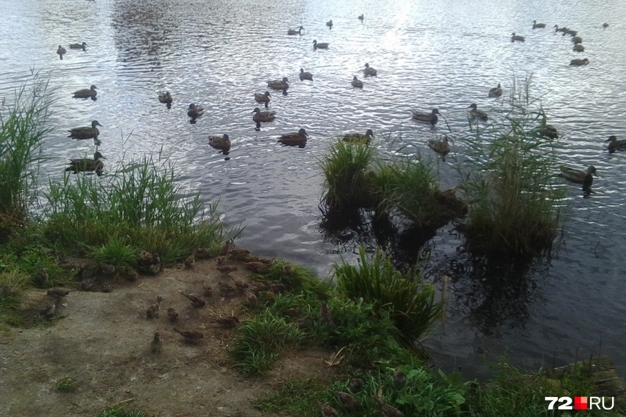 Ондатру выпустили в ближайший водоем, где водятся утки