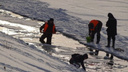 Неравнодушные новосибирцы перевезли на новое место задыхавшуюся подо льдом рыбу
