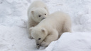 Не то сына, не то дочь: зоопарк предложил новосибирцам угадать пол белых медвежат