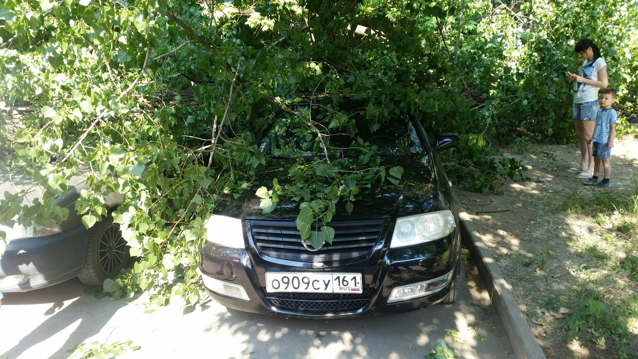 В этом районе есть еще несколько опасных деревьев В этом районе есть еще несколько опасных деревьев