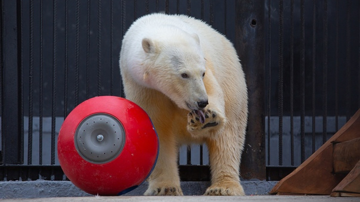 «Марфа или Нора»: продолжается битва за имя спасённой медведицы в Красноярске