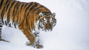 Есть жирок — не страшен холодок: репортаж о том, как звери в челябинском зоопарке переживают морозы