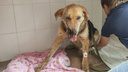 Стреляли в упор: новосибирцы спасают жизнь собаке с отстреленной мордой
