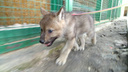 Волчат, родившихся в Самарском зоопарке, назвали в честь космодромов