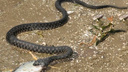 На детской площадке в Ростове нашли двухметровую змею