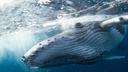 «Кит нас лупил ластой»: новосибирец съездил на острова в Тихом океане, чтобы снять горбатых китят