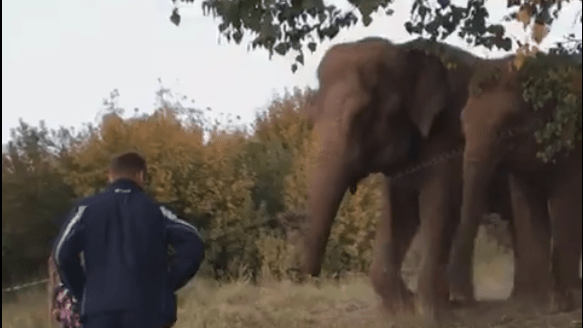 Видео дня: вдоль трассы М-7 около Кстова гуляли слоны