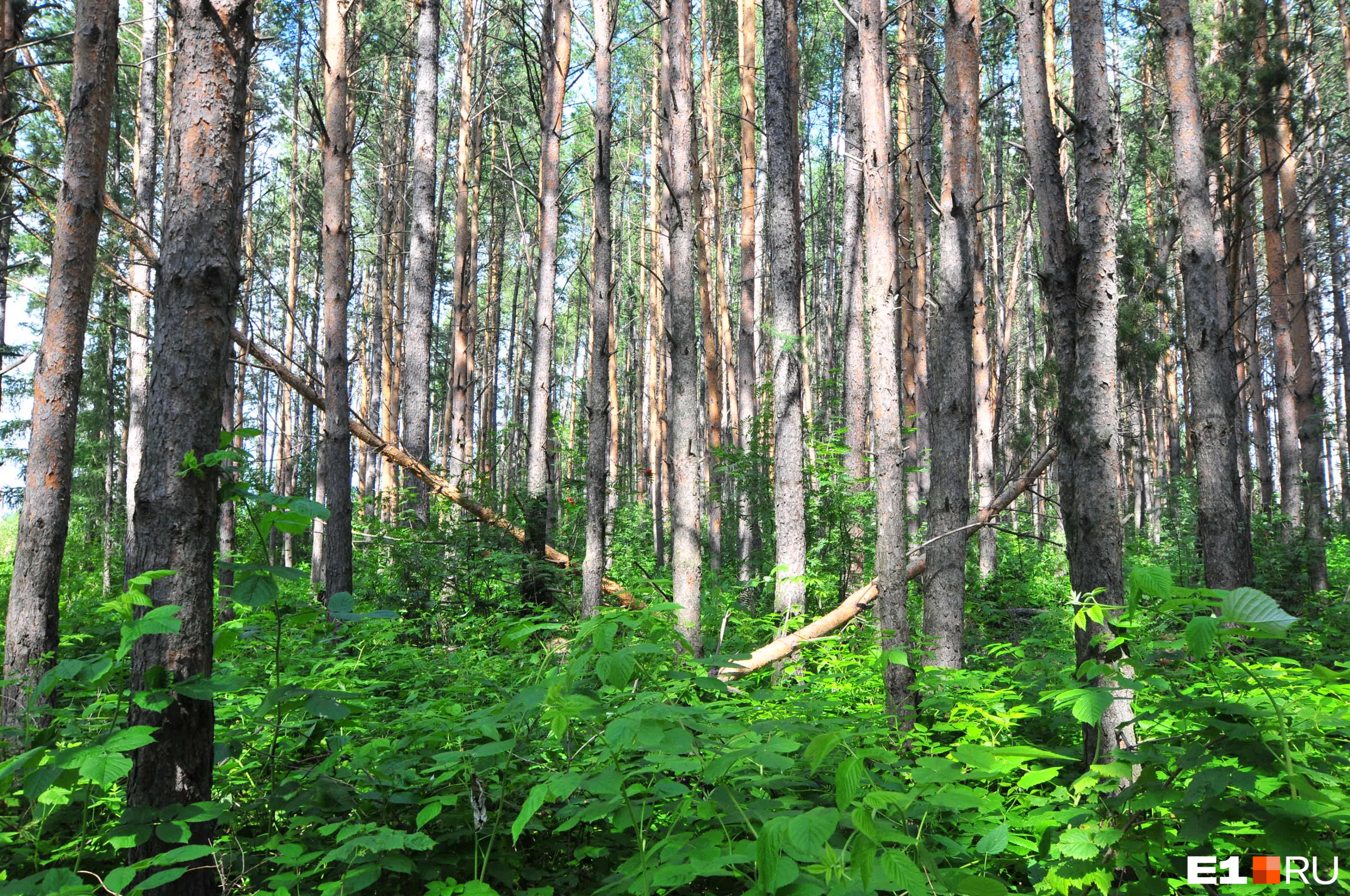 Разнообразие природы лесов. Лес Свердловской области. Леса Свердловской области. Есть лес Сосновый в Туринске Свердловской области. Природа лесного Свердловская.