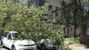 Ветви деревьев в центре Ростова упали на несколько автомобилей