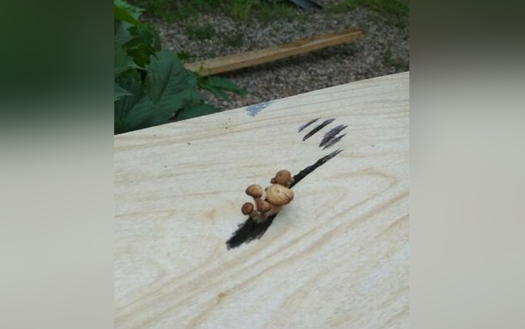 В Пугачево опята выросли прямо на крышке стола В Пугачево опята выросли прямо на крышке стола