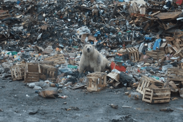 Из-за белых медведей на Новой Земле планируют убрать мусор