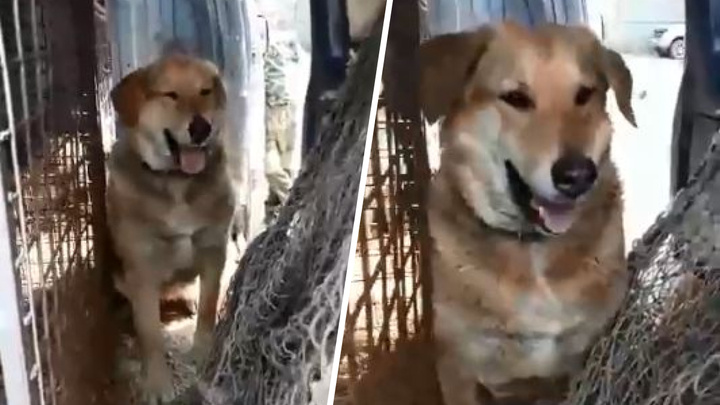 Зоозащитники поделились смешным видео, как собака сама залезла в машину отлова и отказалась уходить