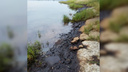 На берегу Волги обнаружили огромные нефтяные пятна. Что говорят власти