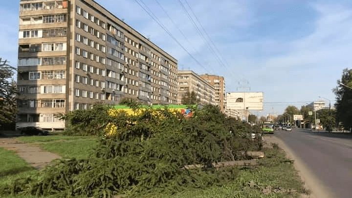 На улице Павлова заметили десятки спиленных хвойных деревьев
