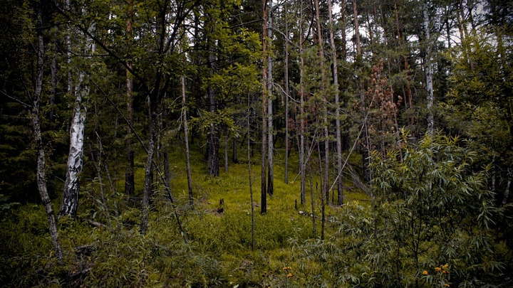 Здоровый лес в крае выдавали за сгоревший ради вырубки