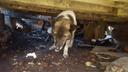Жители Березников обвинили свою соседку в том, что она пыталась убить собаку, хозяин которой умер