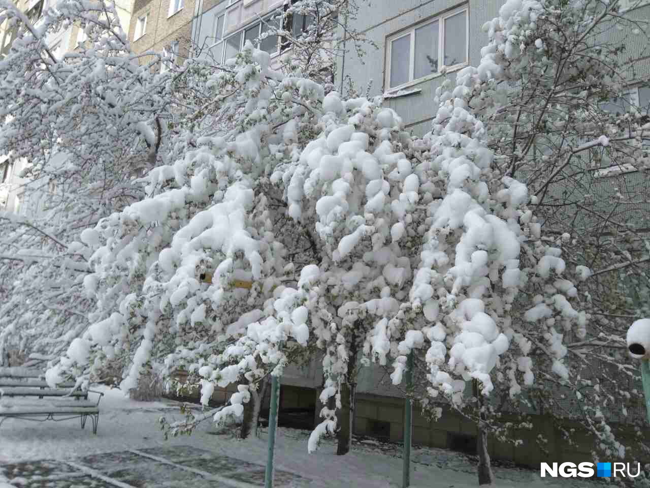 Листочки на яблоне уже распустились Листочки на яблоне уже распустились
