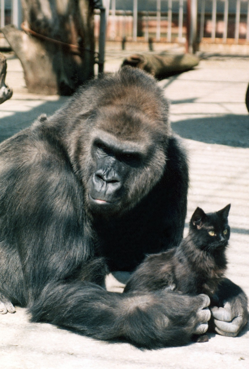 Сотрудники зоопарка вспоминают, что Мотя в разное время дружила с несколькими котами, но всегда исключительно черными
