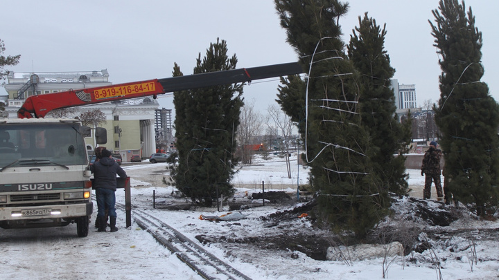 В Челябинске вместо вырубленных тополей у органного зала высаживают новые деревья. Смотрим какие