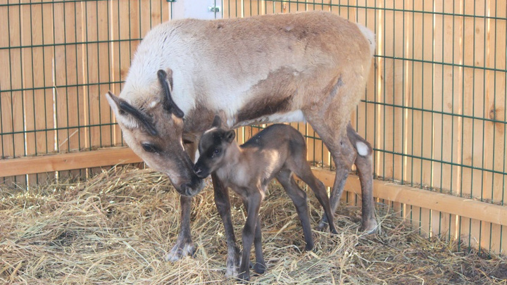 Беби-бум: в нижегородском зоопарке родились альпачонок, олененок и дикобразик