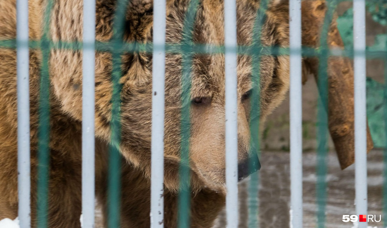 Мишек торжественно проводят в спячку. Но будут ли они спать? Мишек торжественно проводят в спячку. Но будут ли они спать?