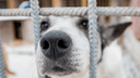 В следующем году отлов каждой бездомной собаки обойдется почти в 2400 рублей