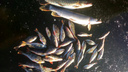 «Под 10 килограммов окуня»: самарский рыбак похвастался солидным уловом на озере