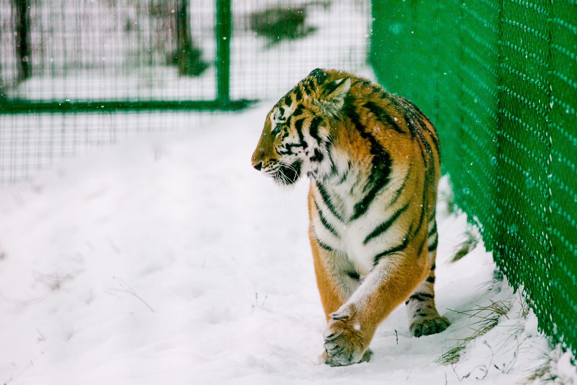 тигр в московском зоопарке
