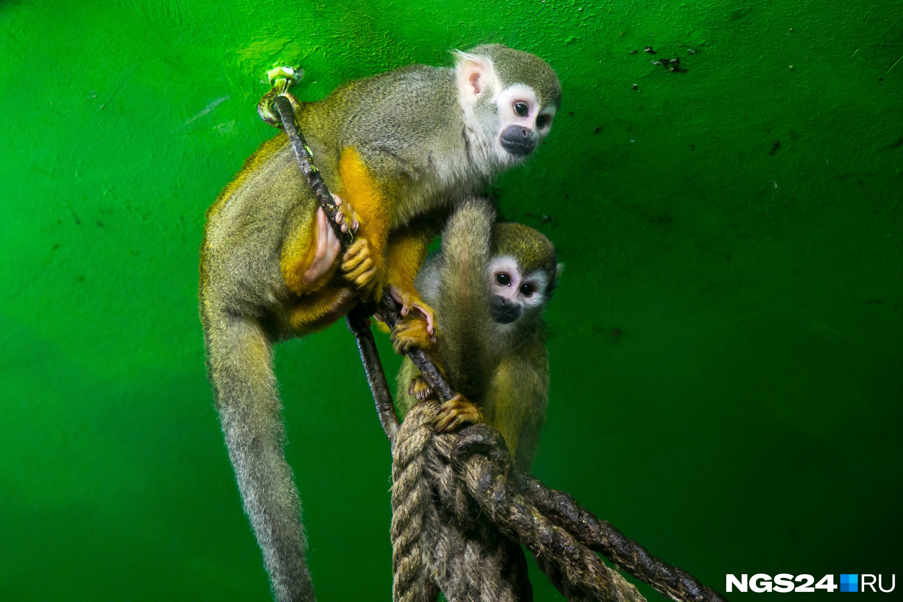 У обезьянок саймири матриархат, поэтому их часто отсаживают друг от друга, чтобы было больше потомства