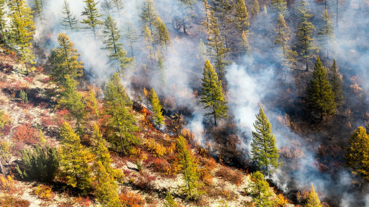 «Сколько сотен тысяч людей нужно загнать в тайгу»: красноярский фотограф о тушении лесных пожаров