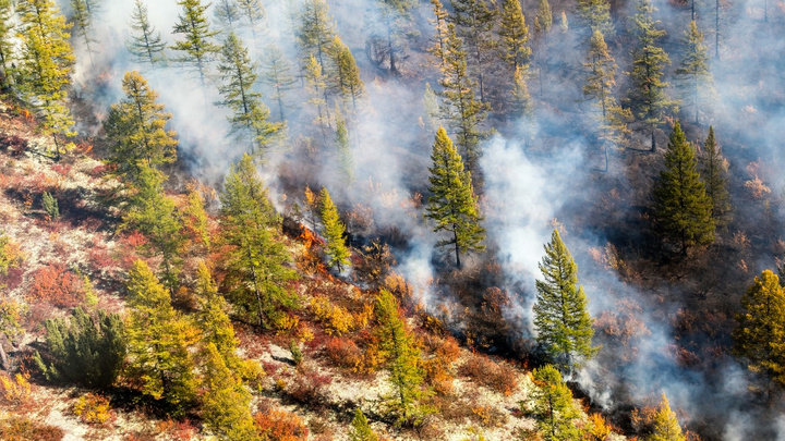 «Сколько сотен тысяч людей нужно загнать в тайгу»: красноярский фотограф о тушении лесных пожаров