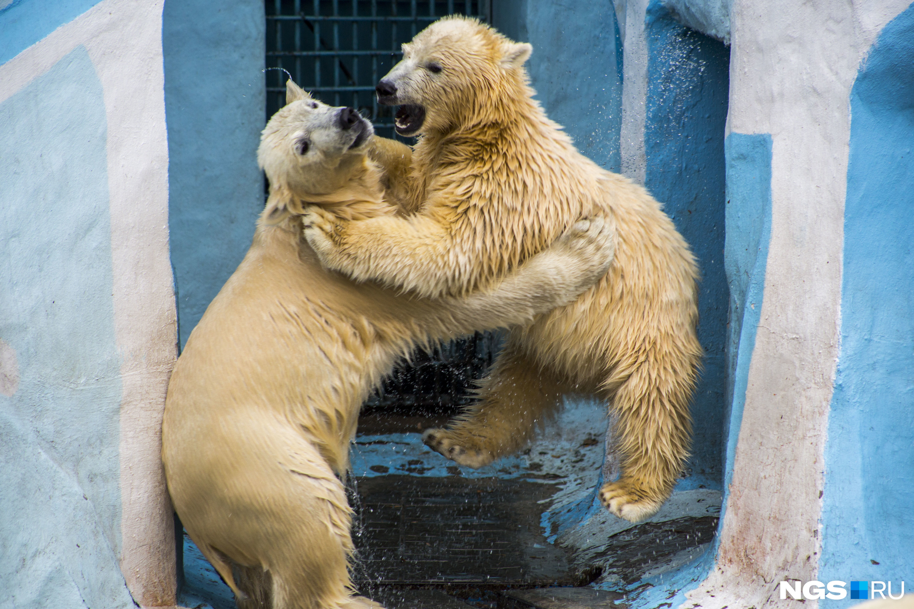 Детёныши белых медведей появляются на свет беспомощными и незрячими. Но разве поверишь в это, глядя на борьбу двух косолапых толстячков?
