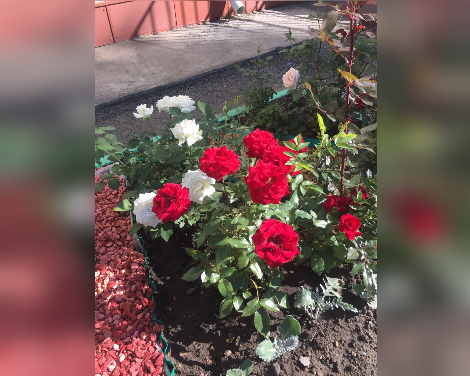 В детсаду выбрали красные и белые розы В детсаду выбрали красные и белые розы