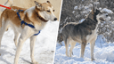 Прямоугольный ротвейлер и неуловимая лайка: кто живет в ростовских собачьих приютах