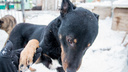 В Самарской области владельцев собак обязали убирать за своими питомцами фекалии