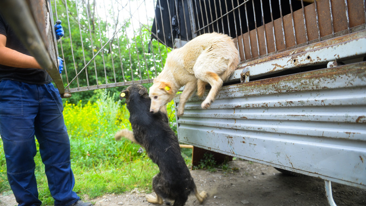 Бродячим собакам в Екатеринбурге вставили чипы и отпустили их дальше бегать по городу
