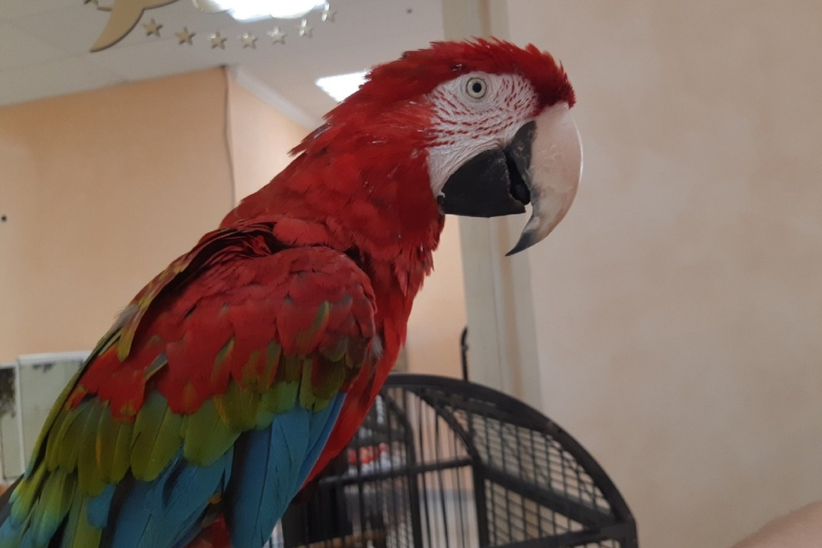 Как лечить попугая в домашних условиях — советы орнитолога
