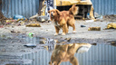 Отлов собак и вывоз умерших: после закрытия свалки «ГорЭкоЦентр» получит новые задачи