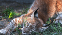 Солнце для Пятнышка: челябинский зоопарк пополнился четырёхмесячным рысёнком из Ижевска