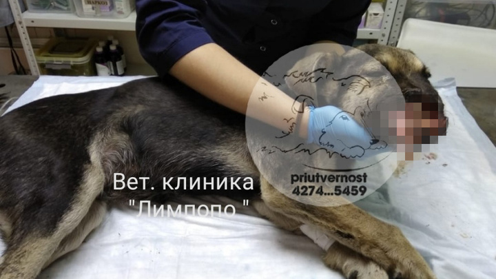 Изувеченного живодерами щенка забрала семья из Москвы