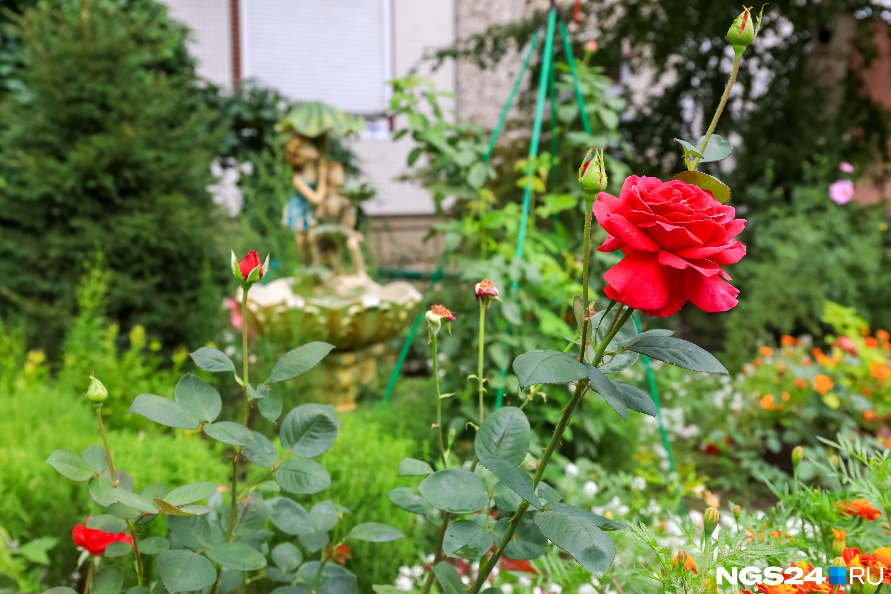 Во дворе у подъездов высажены розы. В море цветов стоят скульптуры