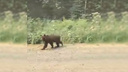 Храбрый медвежонок прогулялся вдоль трассы около Северо-Енисейска