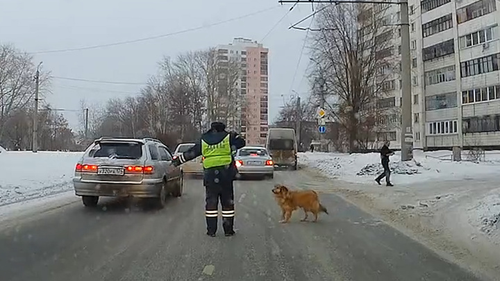 Челябинский инспектор ДПС, остановивший машины из-за хромого пса, до этого спас жизнь девушке