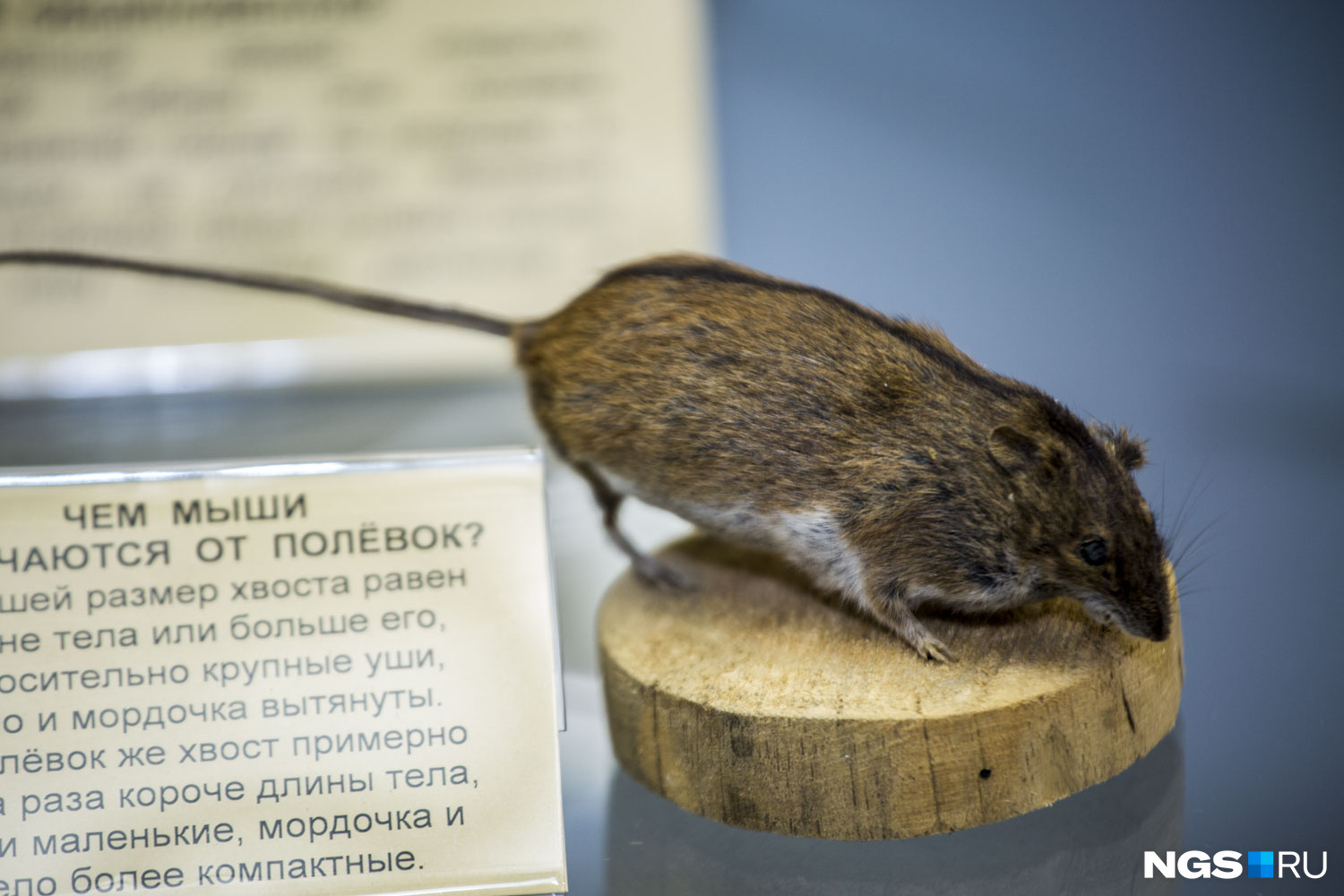 Учёные выяснили, что мыши больше всего любят не сыр, а шоколад, а крысы — молоко и тыквенные семечки