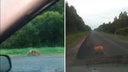 «Ликвидировать бы их»: в Ярославской области трассу оккупировали лисы