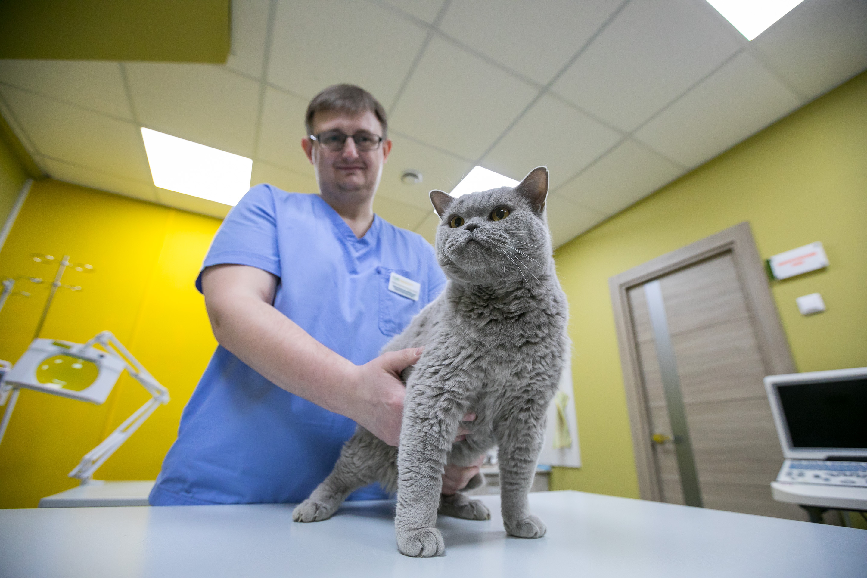 Николай Леонов специализируется на кошках, но знает, как лечить и собак