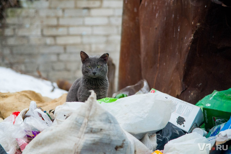 В Волгоградской области определились с мусорной концессией