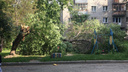 Дерево рухнуло на детскую площадку около Нарымского сквера